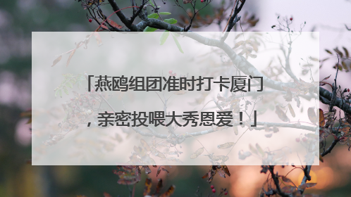 燕鸥组团准时打卡厦门，亲密投喂大秀恩爱！