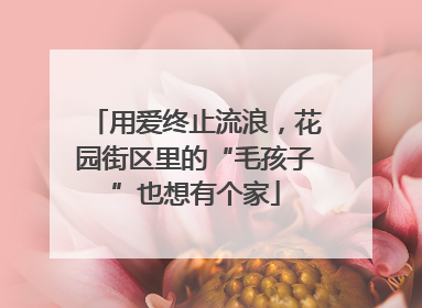 用爱终止流浪，花园街区里的“毛孩子”也想有个家