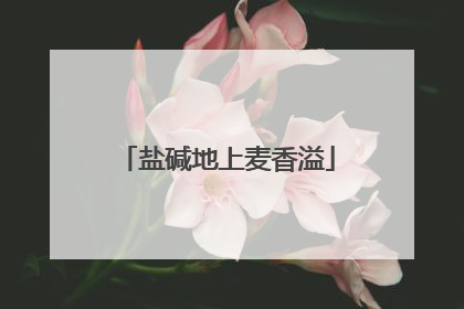 盐碱地上麦香溢