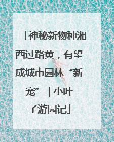 神秘新物种湘西过路黄，有望成城市园林“新宠” | 小叶子游园记