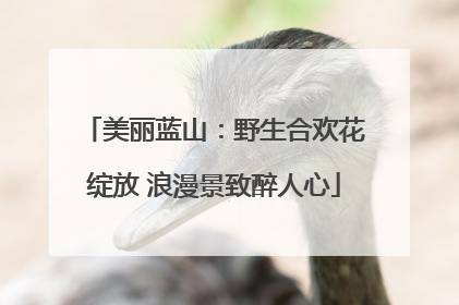 美丽蓝山：野生合欢花绽放 浪漫景致醉人心