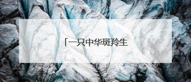 一只中华斑羚生命的最后旅程