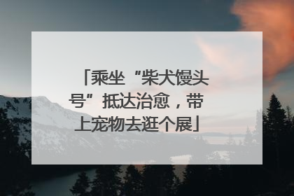 乘坐“柴犬馒头号”抵达治愈，带上宠物去逛个展