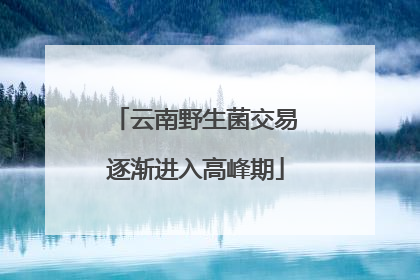 云南野生菌交易逐渐进入高峰期