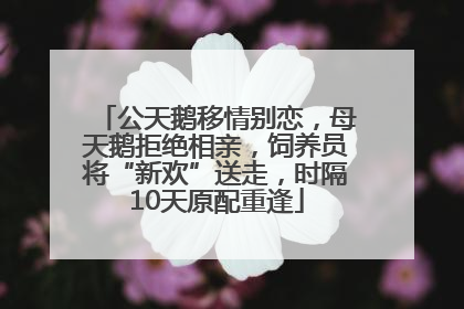公天鹅移情别恋，母天鹅拒绝相亲，饲养员将“新欢”送走，时隔10天原配重逢