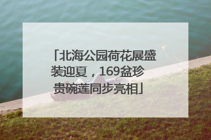 北海公园荷花展盛装迎夏，169盆珍贵碗莲同步亮相