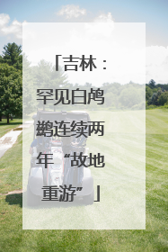 吉林：罕见白鸬鹚连续两年“故地重游”