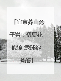 宜章莽山燕子岩：初夏花似锦 绣球绽芳颜