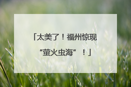 太美了！福州惊现“萤火虫海”！