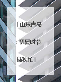 山东青岛：初夏时节插秧忙