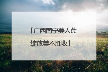 广西南宁美人蕉绽放美不胜收