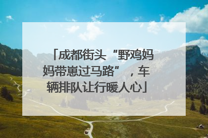 成都街头“野鸡妈妈带崽过马路”，车辆排队让行暖人心