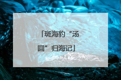 斑海豹“汤圆”归海记