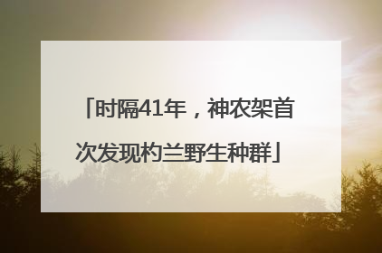 时隔41年，神农架首次发现杓兰野生种群