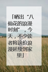 晒出“八仙花的浪漫时刻”，今天，不少读者将这份浪漫延续到家里