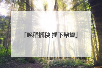 晚稻插秧 播下希望