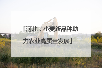 河北：小麦新品种助力农业高质量发展