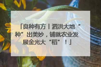 良种有方丨泗洪大地“种”出美妙，铺就农业发展金光大“稻”！