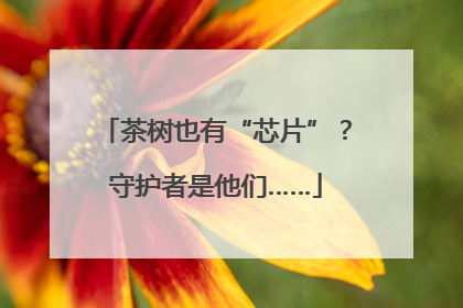 茶树也有“芯片”？守护者是他们……