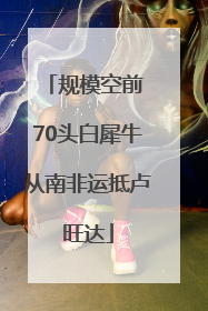 规模空前 70头白犀牛从南非运抵卢旺达