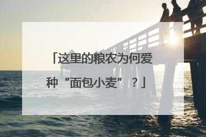 这里的粮农为何爱种“面包小麦”？