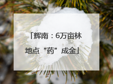 辉南：6万亩林地点“药”成金