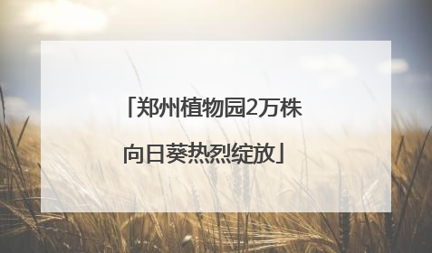 郑州植物园2万株向日葵热烈绽放