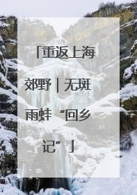重返上海郊野｜无斑雨蛙“回乡记”