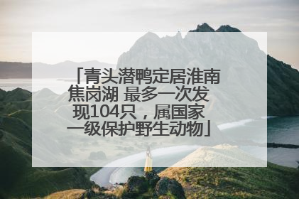 青头潜鸭定居淮南焦岗湖 最多一次发现104只，属国家一级保护野生动物