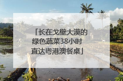 长在戈壁大漠的绿色蔬菜38小时直达粤港澳餐桌