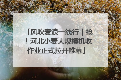 风吹麦浪一线行｜抢！河北小麦大规模机收作业正式拉开帷幕