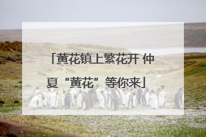 黄花镇上繁花开 仲夏“黄花”等你来