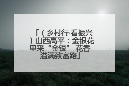 （乡村行·看振兴）山西高平：金银花里采“金银” 花香溢满致富路